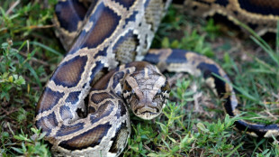 World losing high-stakes fight against invasive species