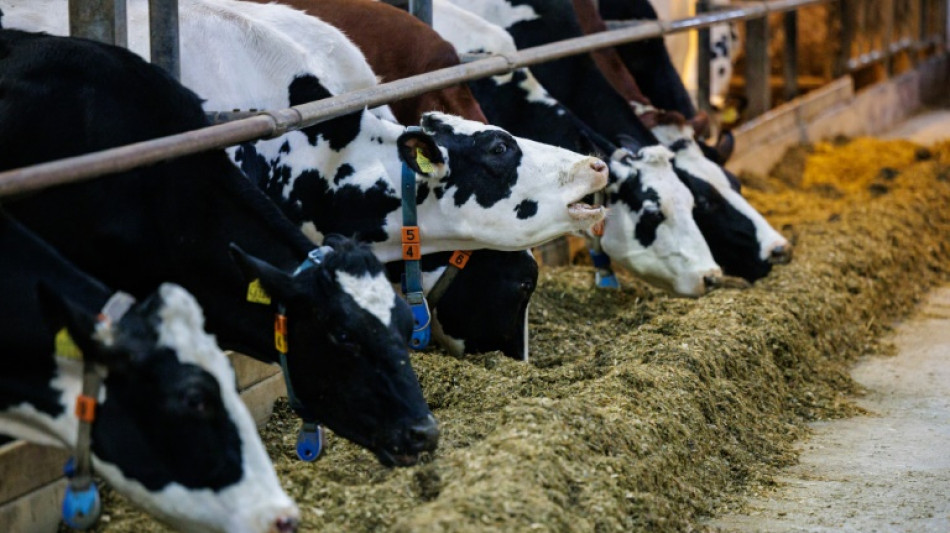 Milcherzeuger-Verband: Butter könnte bis Weihnachten so teuer werden wie nie zuvor