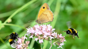 Effondrement de la biodiversité: Borne veut des résultats radicaux sans "brutalité"