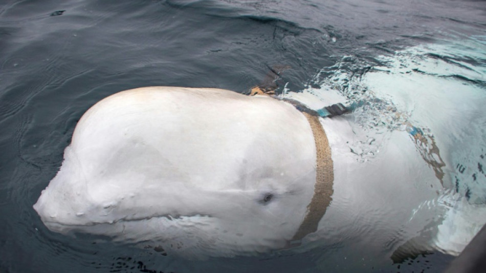 'Russian spy' whale was shot dead: animal rights groups