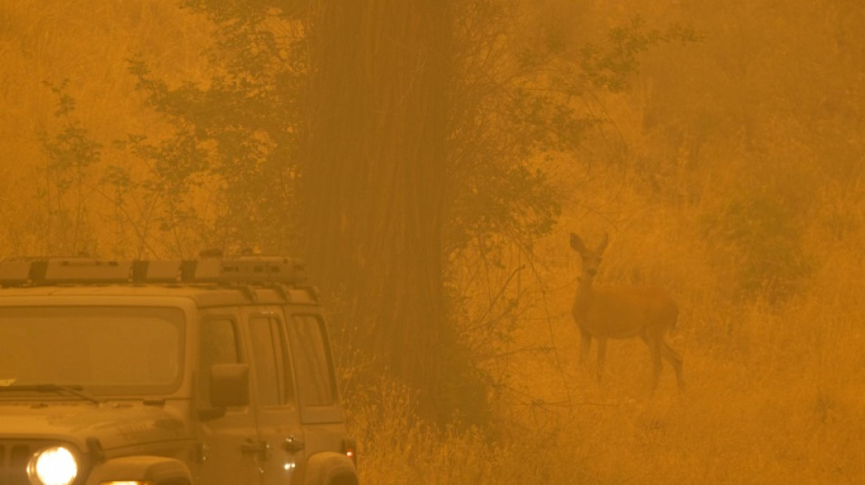 Vor Tagen ausgebrochenes Feuer bereits größter Waldbrand Kaliforniens der Saison