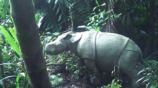 Indonésie: un nouveau spécimen d'un jeune rhinocéros de Java observé