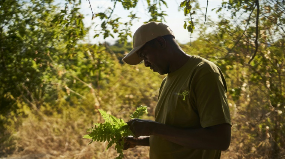 Zimbabwe's carbon credit takeover spooks locals, investors