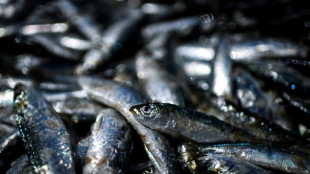 Des sardines en conserve provoquent une dizaine de cas de botulisme, dont un mortel