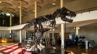 Trinity le T-Rex sera exposé en Belgique