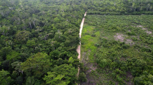 La lutte pour la restauration de la plus vaste forêt tropicale d'Amérique centrale