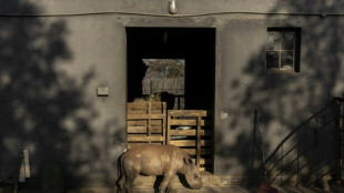 Rhino orphans get new South African home

 