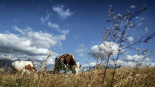 El calor y la sequía ponen en aprietos a los quesos de los Alpes franceses