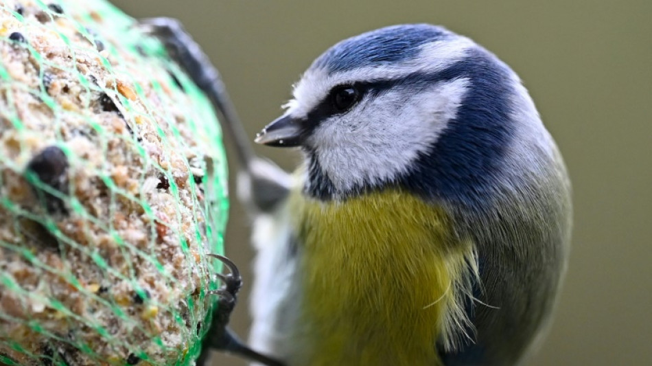 Mehr Meisen bei bundesweiter Zählaktion "Stunde der Wintervögel" registriert