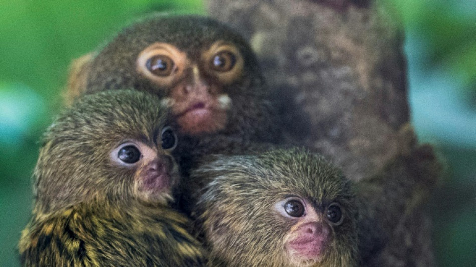 Los monos tití se llaman por su nombre, igual que los humanos