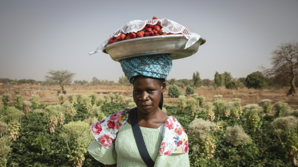 La fraise, "or rouge" inattendu des producteurs au Burkina Faso