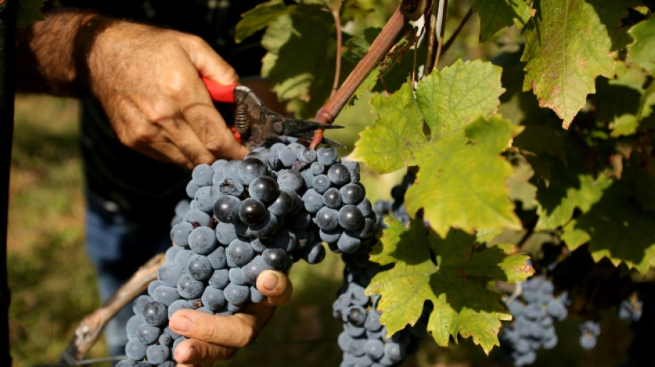 En Albanie, le vin s'adapte au climat dans la douleur