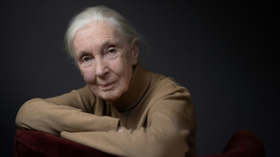 Biodiversité: la primatologue Jane Goodall appelle la COP16 à "l'action"