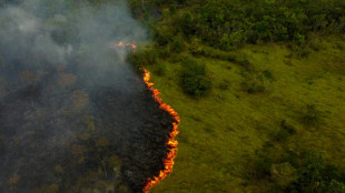 Aunque hubo progresos en Brasil, la deforestación mundial se mantiene "obstinadamente" alta