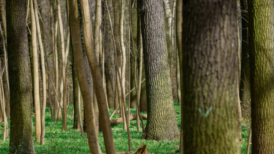 Dans le Brandebourg, des "nez" électroniques pour lutter contre les feux de forêt