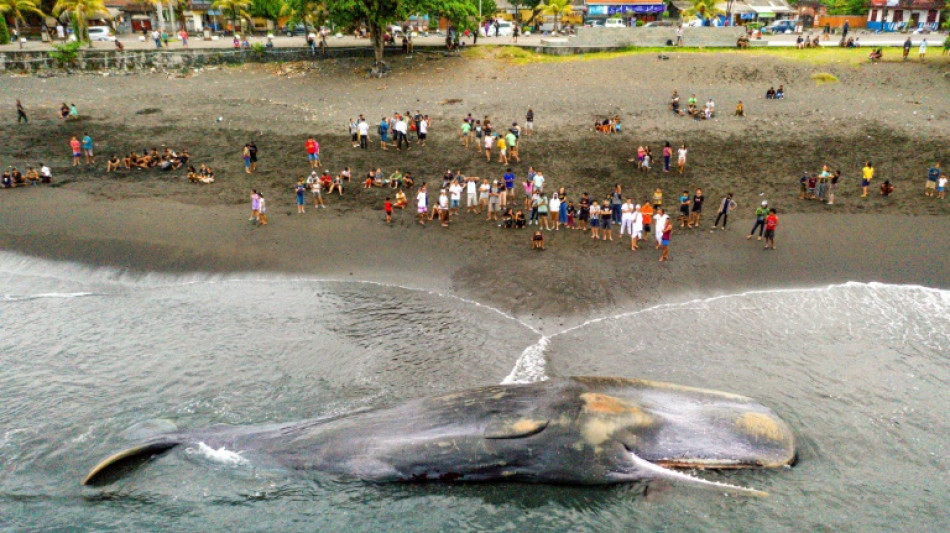 Massive sperm whale beaches itself, dies in Bali