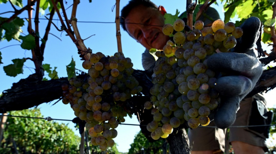 Filles du soleil et du calcaire : Zilavka et Blatina, les reines des vignes bosniennes