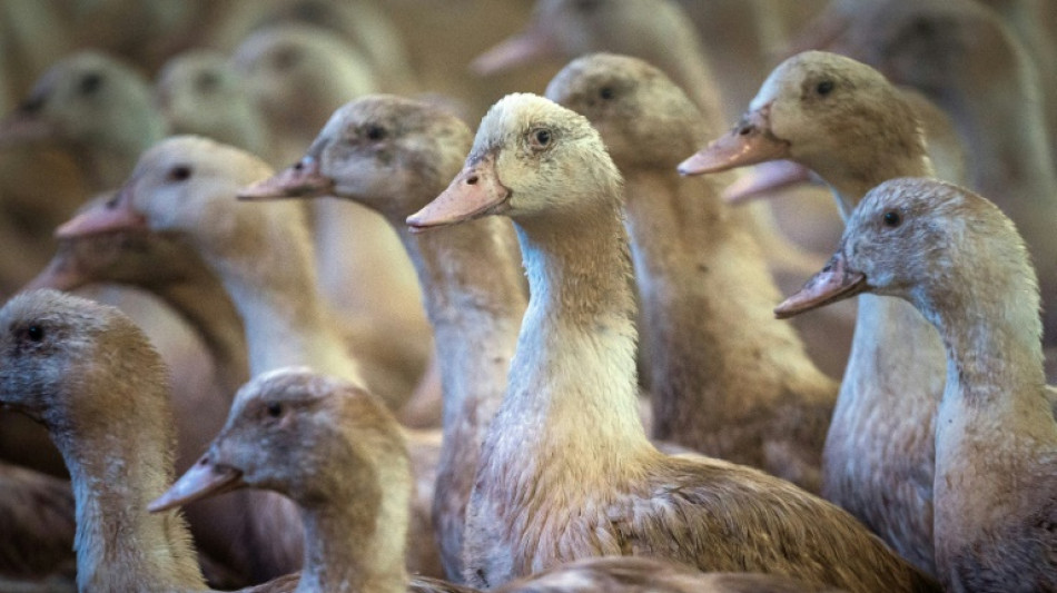 La gripe aviar amenaza el "foie gras" navideño en Francia