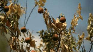 Con "todo muerto", a un agricultor chino no le queda más remedio que esperar la lluvia